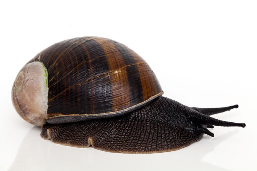 Helicophanta magnifica Madagascar